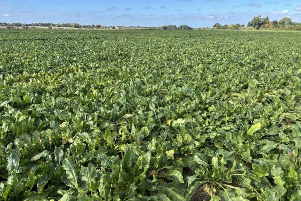 Virus Yellows-Tolerant Sugar Beet