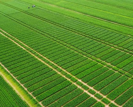 Folpet Multi-Site Fungicide