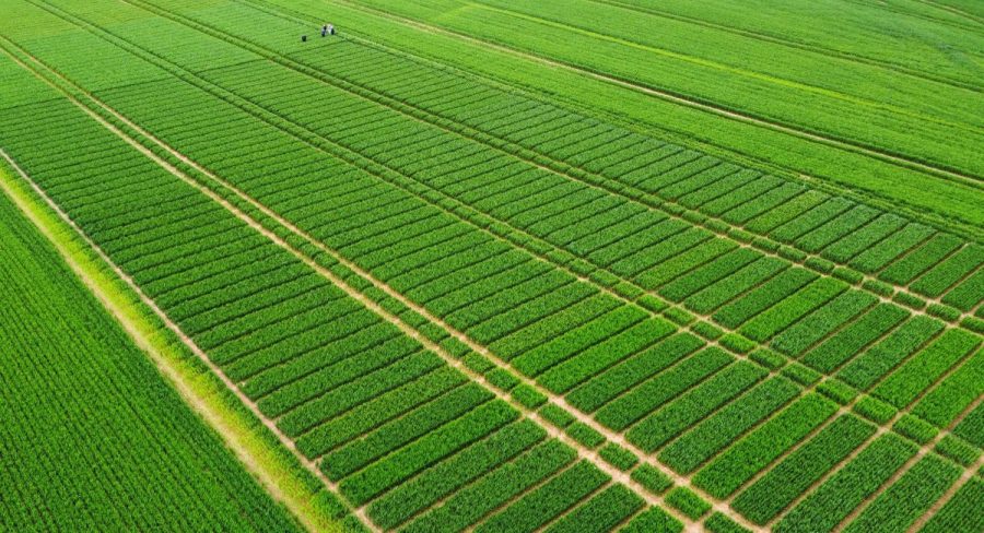 Folpet Multi-Site Fungicide