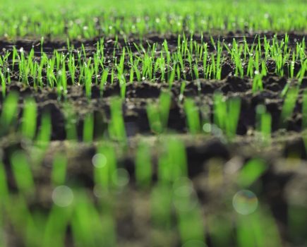 Bacillus Seed Treatment