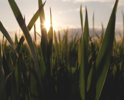 Urea Fertiliser Inhibitors and Efficiency