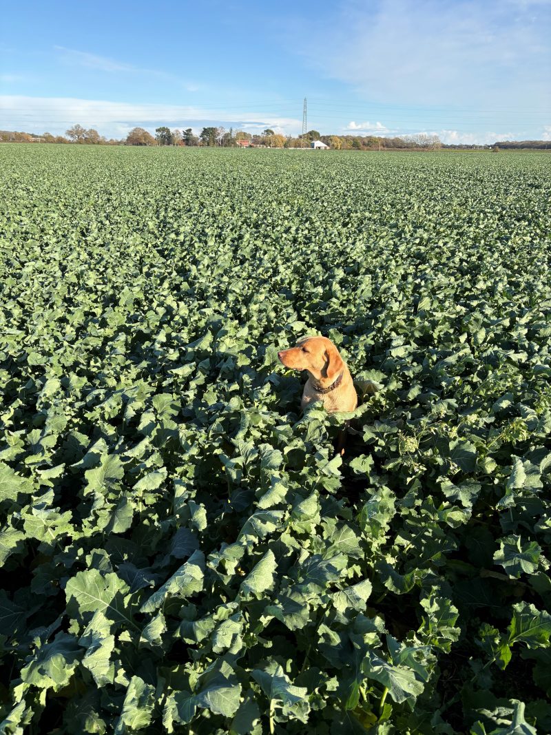 Smith's Soapbox Dec 2025