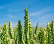 AHDB Recommended Lists 2026/27