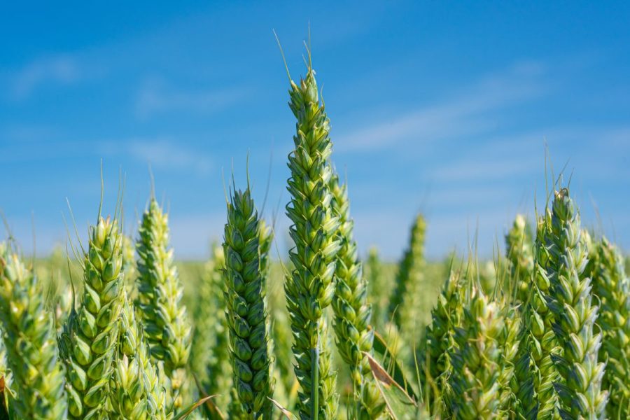 AHDB Recommended Lists 2026/27