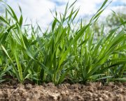 Regenerative Malting Barley