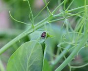 Pea Bruchid Prevention