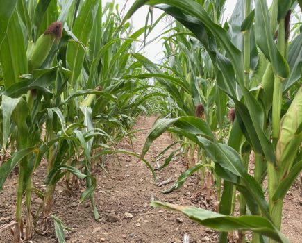 DKC2742 Maize for Biogas