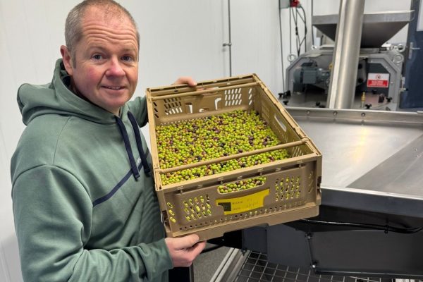 Image of grower David Hoyles with his first olive harvest - pictured in a room with oil pressing equipment.