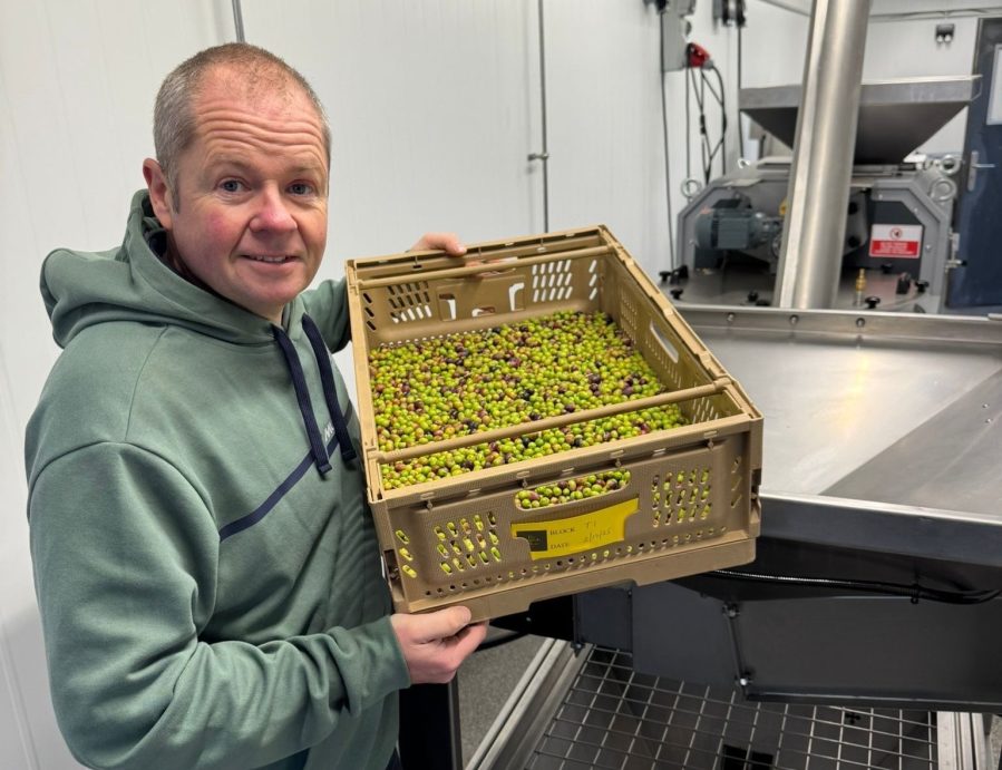 Image of grower David Hoyles with his first olive harvest - pictured in a room with oil pressing equipment.