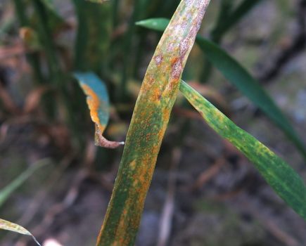 Yr15 yellow rust UK wheat T0 fungicide