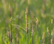 Spring weed control strategies