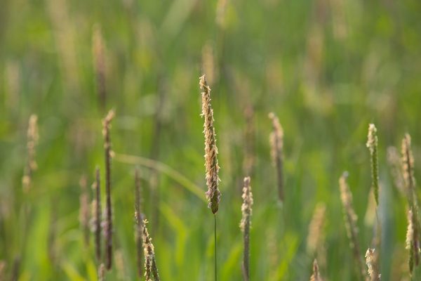 Spring weed control strategies