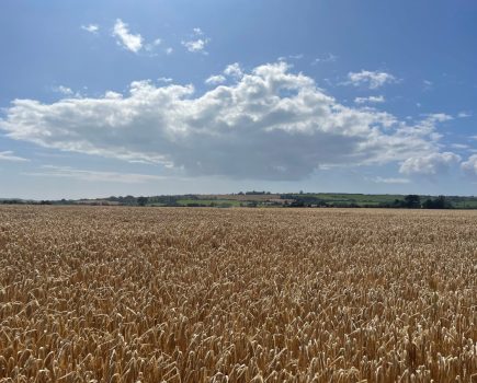 Belter spring barley malting variety