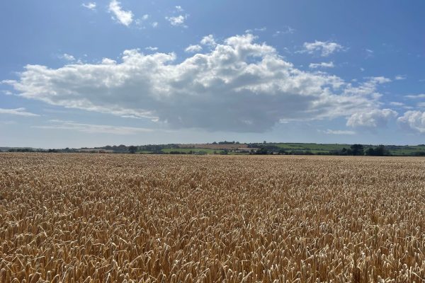 Belter spring barley malting variety