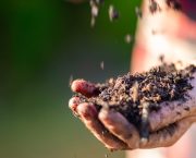 Winter rainfall soil compaction