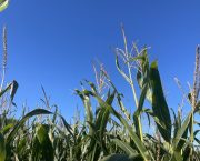 early forage maize varieties
