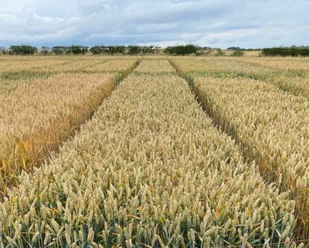 High-yielding BYDV-resistant feed wheat