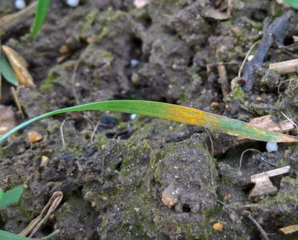 yellow rust in early drilled wheat