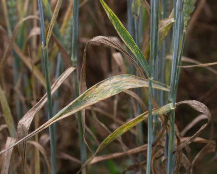 T0 fungicide timing in wheat