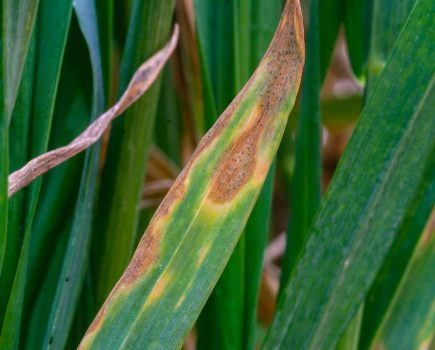Biofungicides for septoria control