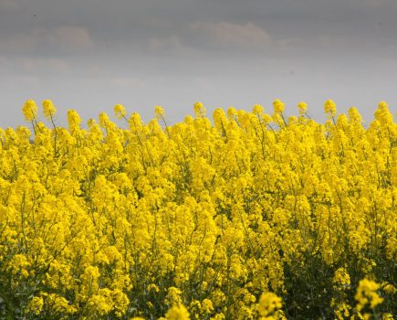 oilseed rape success