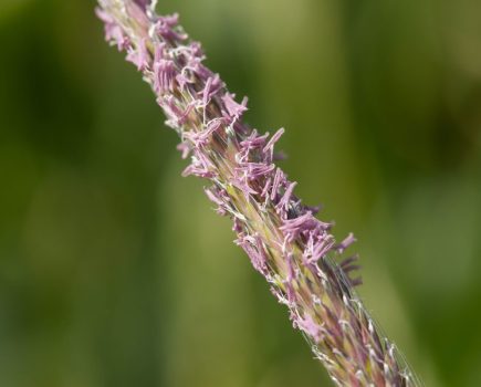 maintaining effective weed control