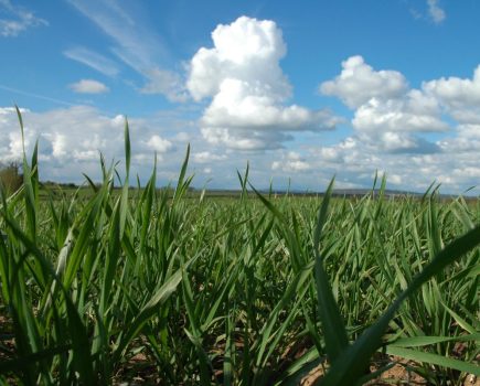 Yellow rust risk in UK wheat varieties