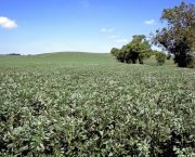 profitable pulse markets