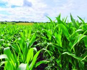 maximising maize performance