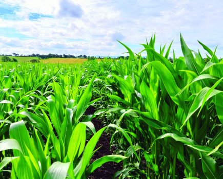 maximising maize performance