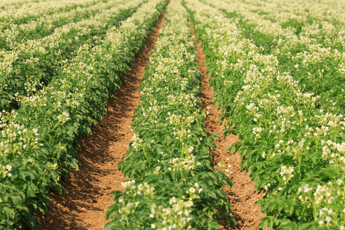 Problem solving in potatoes - Crop Production Magazine