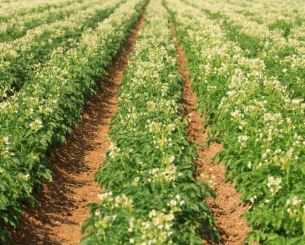 managing risk in potato production