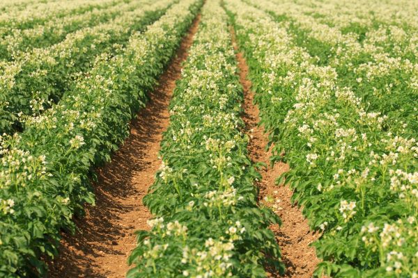 managing risk in potato production