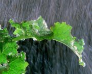 Silsoe Spray Applications Unit closure