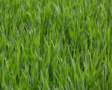 septoria resistance management