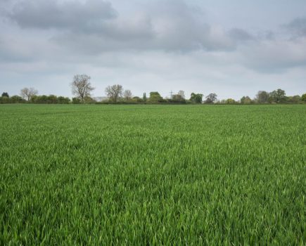 PGR and fungicide management