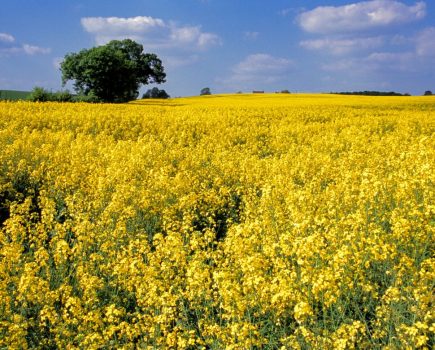 OSR nitrogen use efficiency