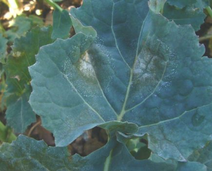 light leaf spot gene editing project