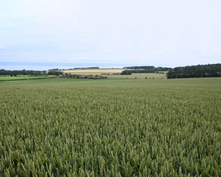 high yield wheat system