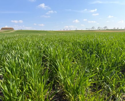 Limagrain crop breeding
