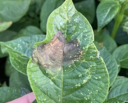 blight control without mancozeb