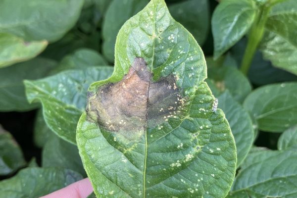 blight control without mancozeb