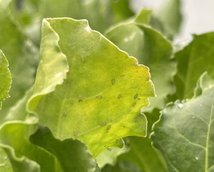 sugar beet aphid control