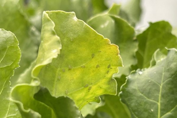 sugar beet aphid control