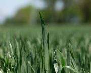 fungicide strategy 2026