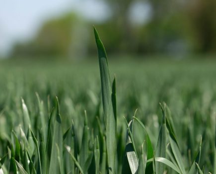 fungicide strategy 2026