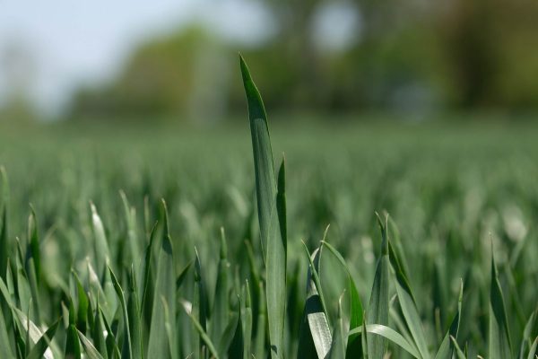 fungicide strategy 2026