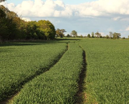 Crop resilience