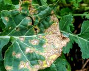 Rlm7 phoma resistance breakdown