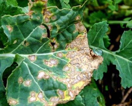 Rlm7 phoma resistance breakdown